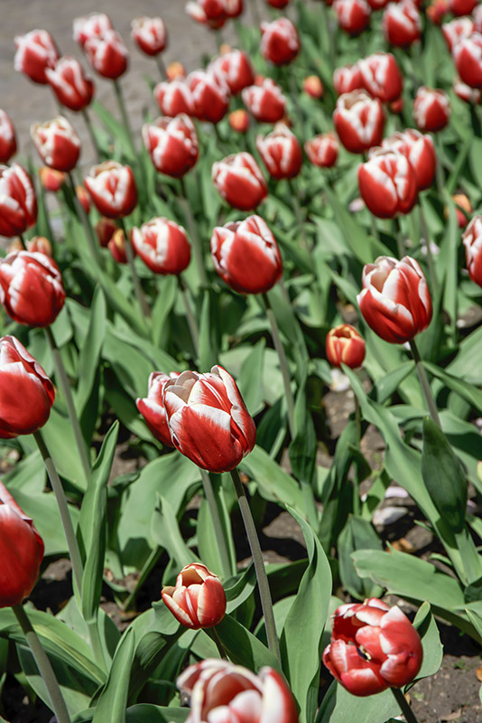 TULIPANO LEEN VAN DER MARK - TULIPA - LILIACEAE - 6508