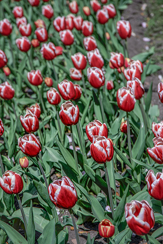 TULIPANO LEEN VAN DER MARK - TULIPA - LILIACEAE - 6509