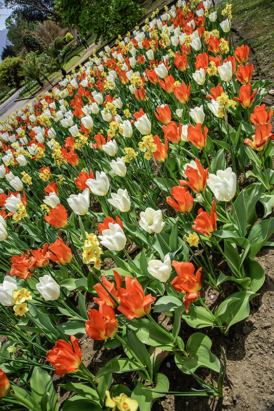 TULIPANO MARTINETTE - PURISSIMA - ORANGE EMPEROR - TULIPA - LILIACEAE - 6513