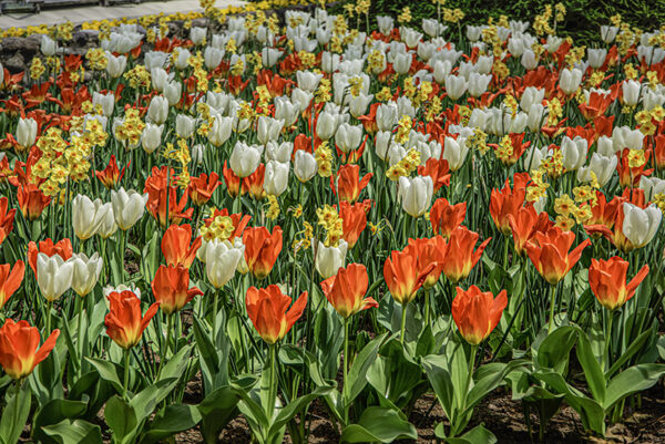 TULIPANO MARTINETTE - PURISSIMA - ORANGE EMPEROR - TULIPA - LILIACEAE - 6514