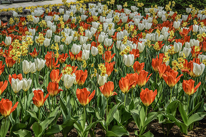 TULIPANO MARTINETTE - PURISSIMA - ORANGE EMPEROR - TULIPA - LILIACEAE - 6514 - immagine 1