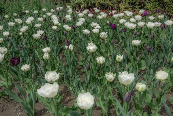 TULIPANO MOUNT TACOMA AND QUEEN OF NIGHT - TULIPA - LILIACEAE - 6616