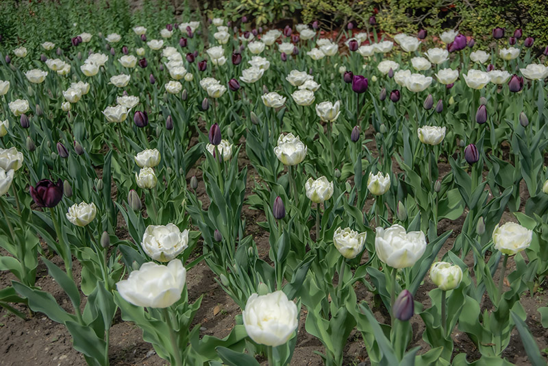 TULIPANO MOUNT TACOMA AND QUEEN OF NIGHT - TULIPA - LILIACEAE - 6616 - immagine 1