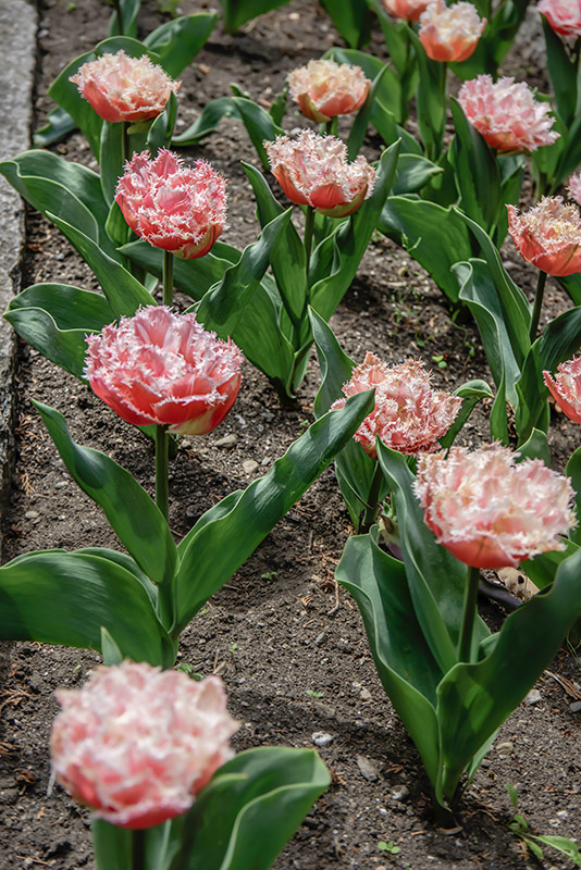 TULIPANO QUEENSLAND - TULIPA - LILIACEAE - 6613