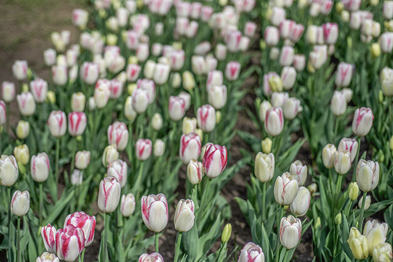 TULIPANO, GRACELAND, TULIPA, LILIACEAE - 6851 - immagine 1