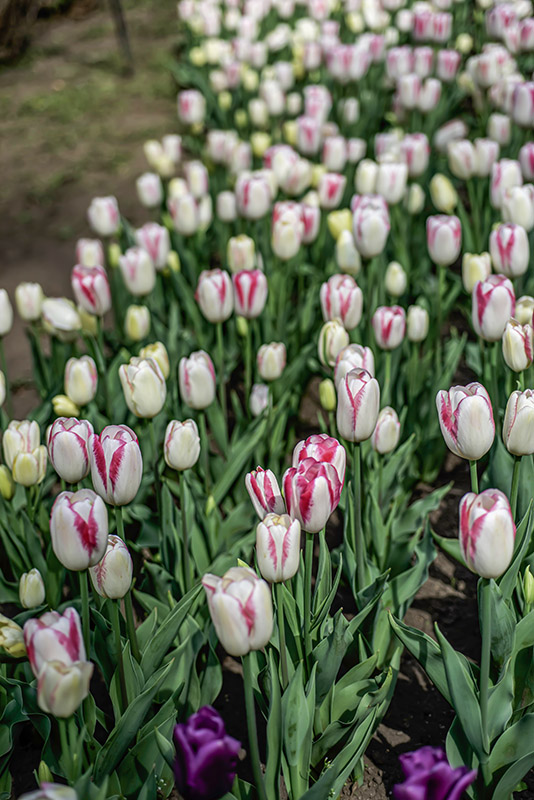 TULIPANO, GRACELAND, TULIPA, LILIACEAE - 6850