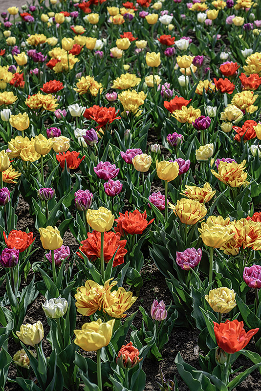 TULIPANO, PRECOCI DOPPI - TULIPA - LILIACEAE - 6834