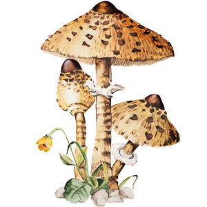 FUNGHI PARASOLE - 0549