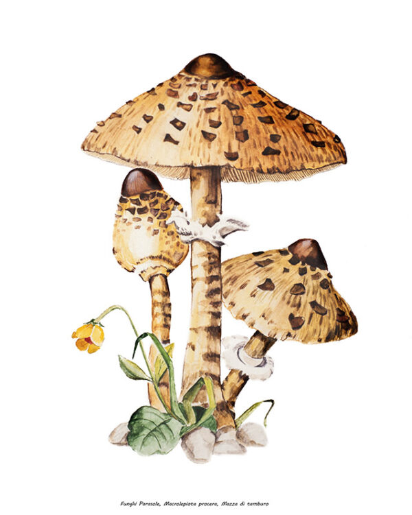 FUNGHI PARASOLE - 0549