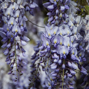 GLICINE, WISTERIA, SINENSIS, PROLIFIC, FABACEAE – 7001