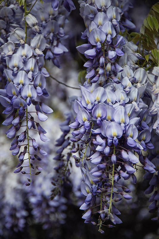 GLICINE, WISTERIA, SINENSIS, PROLIFIC, FABACEAE – 7001