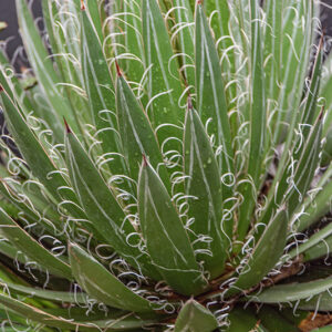 AGAVE FILIFERA - 7452