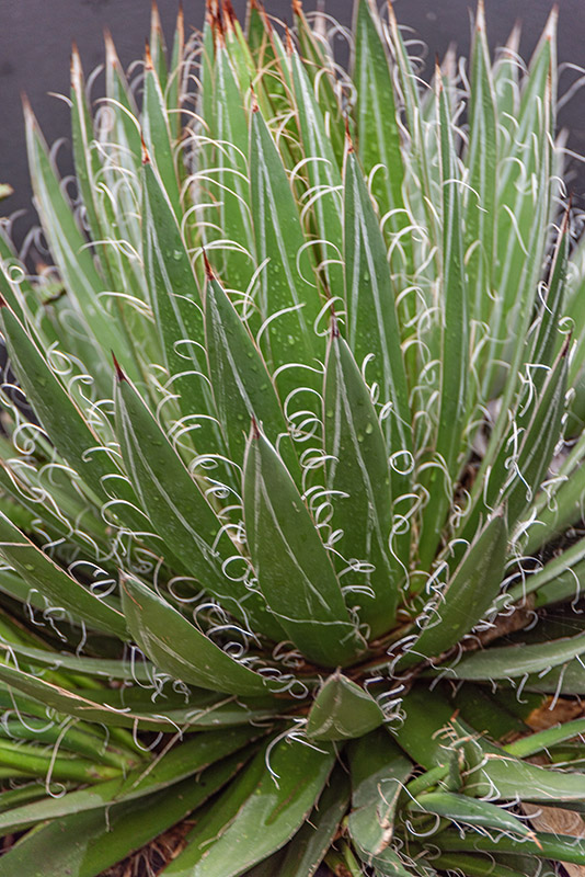 AGAVE FILIFERA - 7452