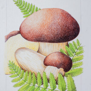 FUNGHI PORCINI CON FELCE - ILLUSTRAZIONE - 9968