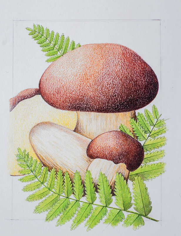 FUNGHI PORCINI CON FELCE - ILLUSTRAZIONE - 9968 - immagine 1