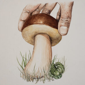 STEP 1, FUNGHI INDIVIDUAZIONE E RICONOSCIMENTO - 9985