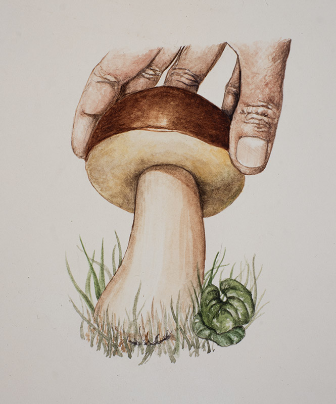 STEP 1, FUNGHI INDIVIDUAZIONE E RICONOSCIMENTO - 9985 - immagine 1