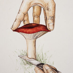 STEP 2, FUNGHI RACCOLTA TAGLIO - 9986