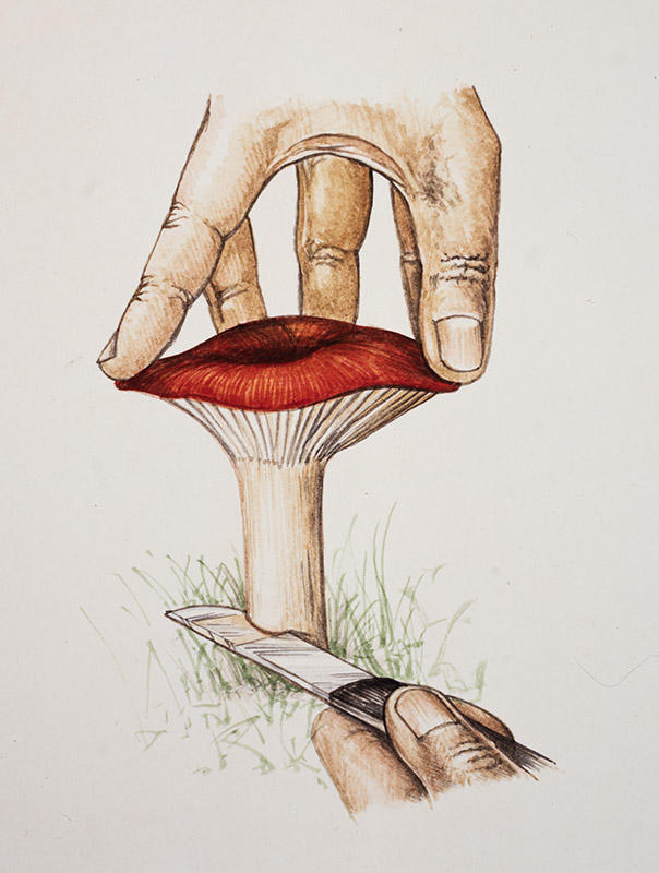 STEP 2, FUNGHI RACCOLTA TAGLIO - 9986 - immagine 1