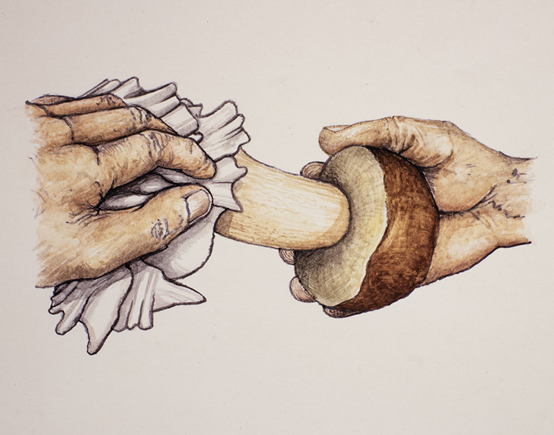 STEP 2 - PULIRE FUNGHI - 9974 - immagine 1