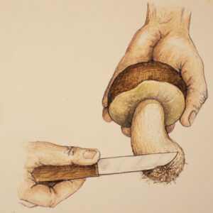 STEP 1 - PULIRE FUNGHI - 9973