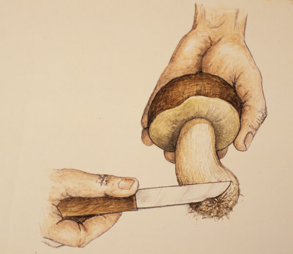 STEP 1 - PULIRE FUNGHI - 9973