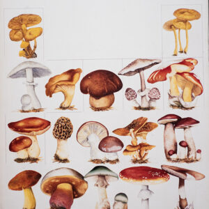 TAVOLA FUNGHI - ILLUSTRAZIONE - 9972
