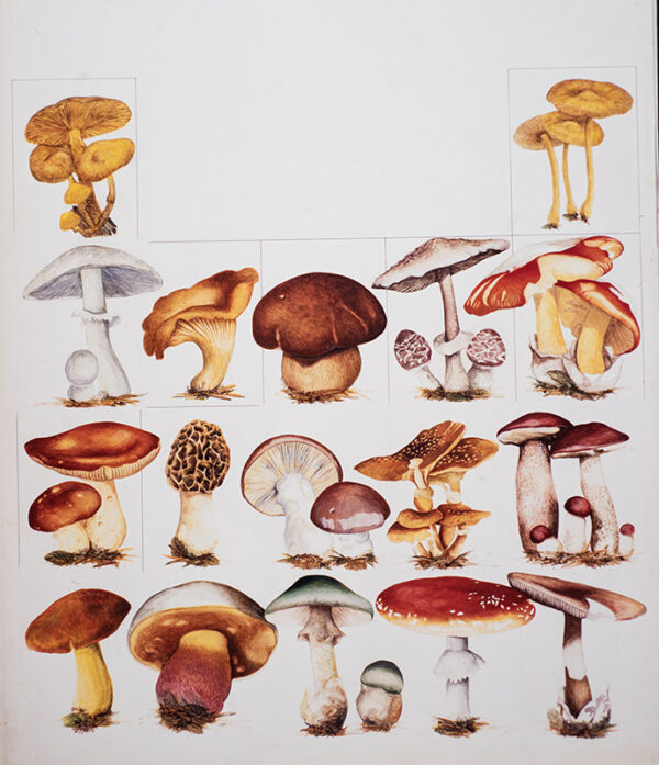 TAVOLA FUNGHI - ILLUSTRAZIONE - 9972
