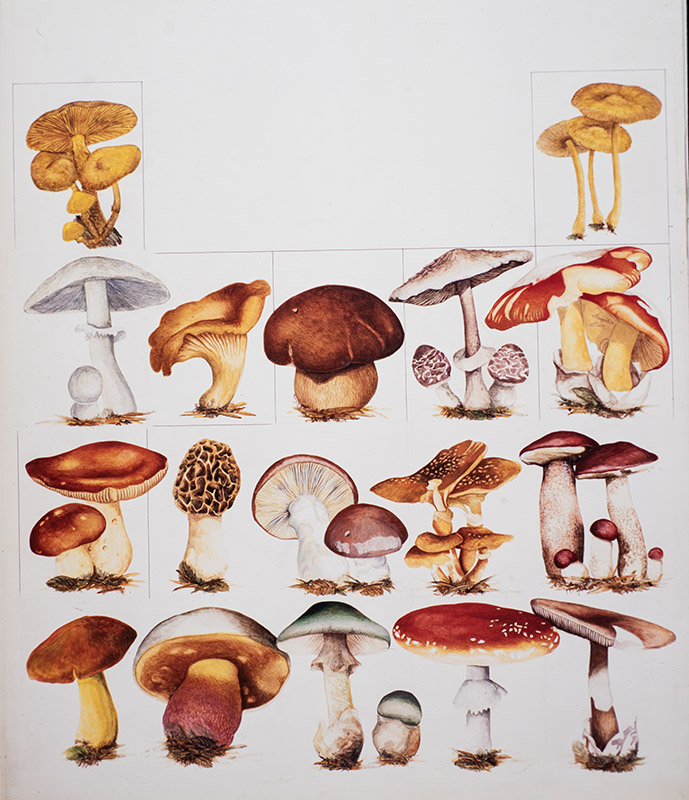 TAVOLA FUNGHI - ILLUSTRAZIONE - 9972 - immagine 1