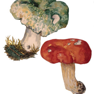 RUSSULA FUNGHI - COLOMBINA VERDE, COLOMBINA VESCA - 9982