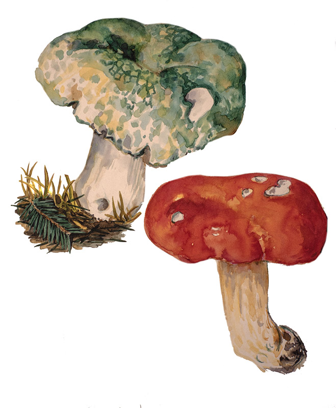 RUSSULA FUNGHI - COLOMBINA VERDE, COLOMBINA VESCA - 9982 - immagine 1