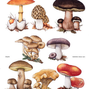 TAVOLA FUNGHI COMMESTIBILI - 9984