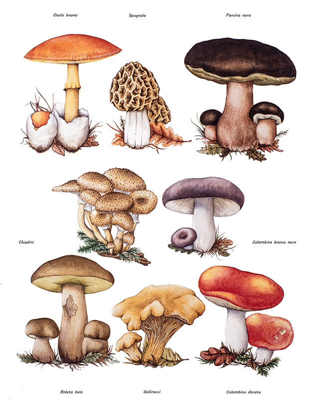 TAVOLA FUNGHI COMMESTIBILI - 9984 - immagine 1