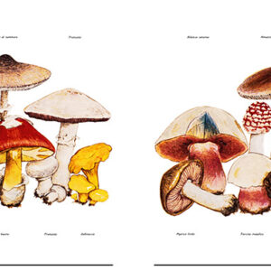 FUNGHI COMMESTIBILI, FUNGHI VELENOSI - 9992