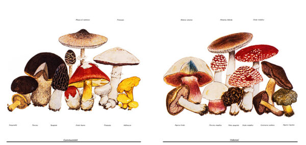 FUNGHI COMMESTIBILI, FUNGHI VELENOSI - 9992