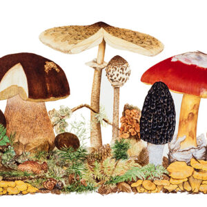 ILLUSTRAZIONE FUNGHI COMMESTIBILI - 9993