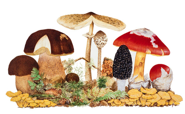 ILLUSTRAZIONE FUNGHI COMMESTIBILI - 9993