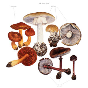 FUNGHI VELENOSI - MORTALI - 9995