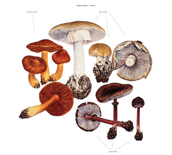 FUNGHI VELENOSI - MORTALI - 9995