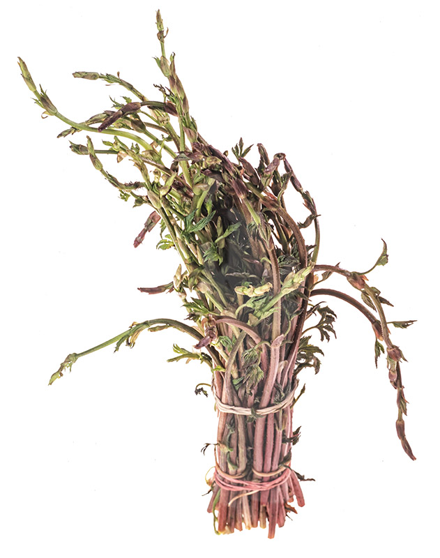 ASPARAGINA SELVATICA - BRUSCANDOLI PADOVANI - 0068 - immagine 1