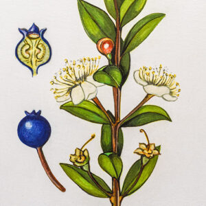 MIRTO, MYRTUS COMMUNIS - MYRTACEAE - 0072