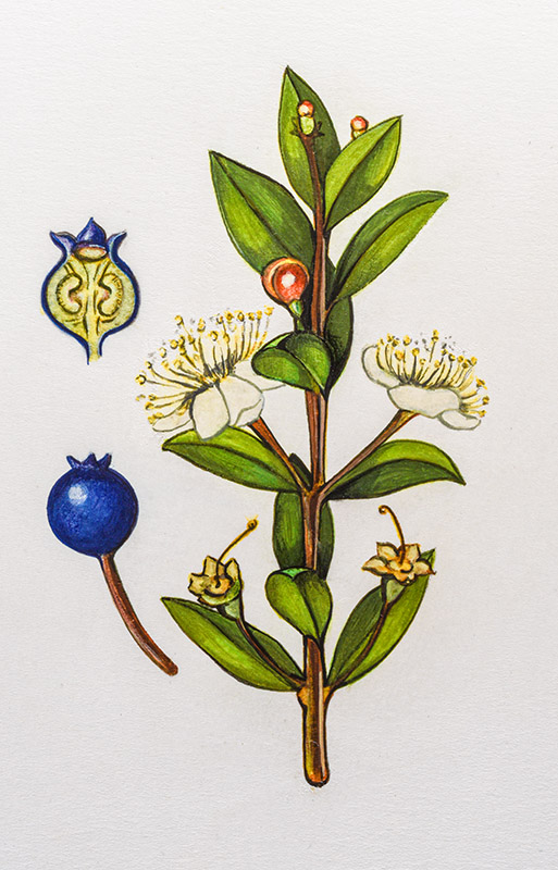MIRTO, MYRTUS COMMUNIS - MYRTACEAE - 0072