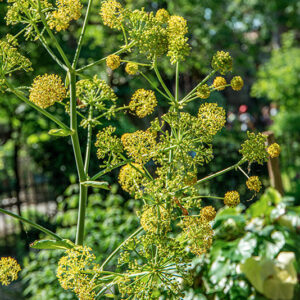 FERULA TINGITANA, L, APIACEAE, ASIA MINORE - 1590