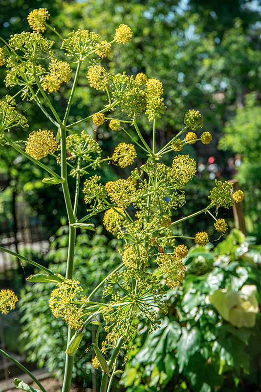 FERULA TINGITANA, L, APIACEAE, ASIA MINORE - 1590