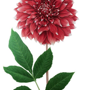 DALIA - DHALIA - ASTERACEAE - 7012