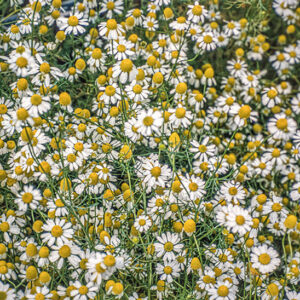 CAMOMILLA - MATRICARIA CHAMP - 6678