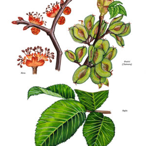 OLMO MONTANO - ULMUS GLABRA - ULMACEAE - 7994