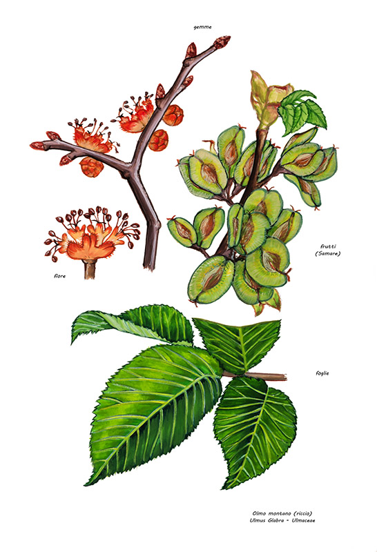 OLMO MONTANO - ULMUS GLABRA - ULMACEAE - 7994