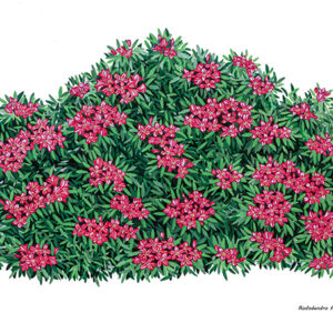 RHODODENDRON FERRUGINEUM - ERICACEAE - 7891