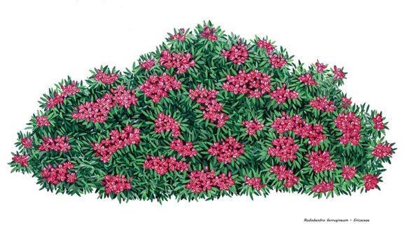RHODODENDRON FERRUGINEUM - ERICACEAE - 7891